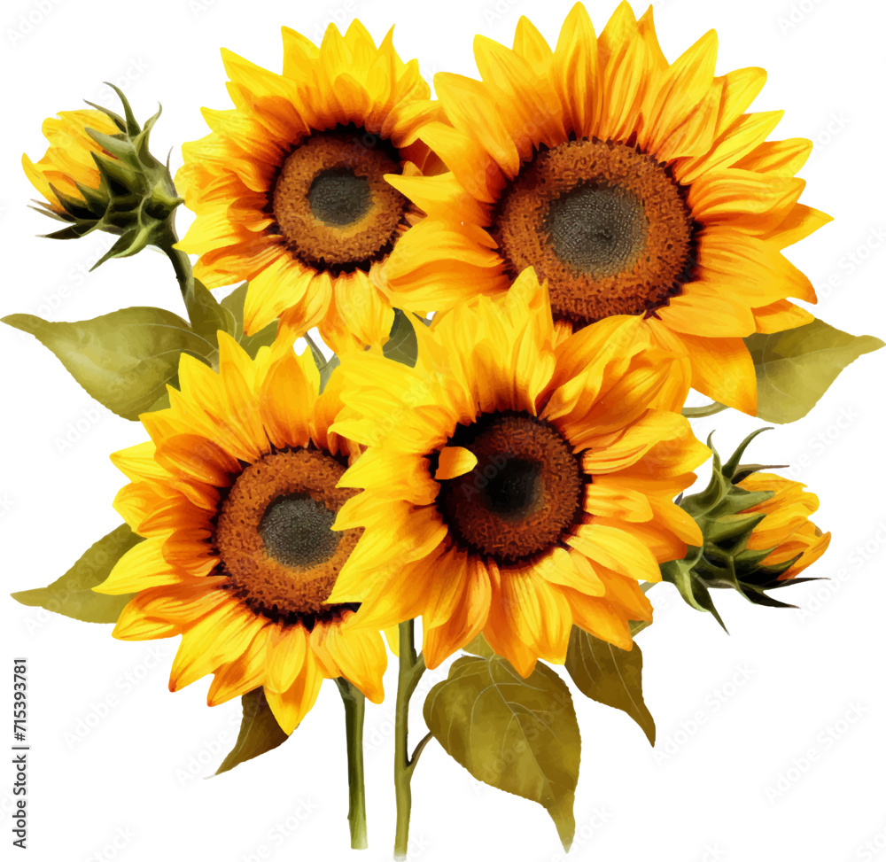 Obraz premium Sunflowers on a white background