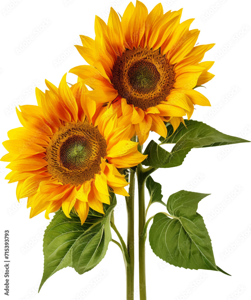 Obraz premium Sunflowers on a white background