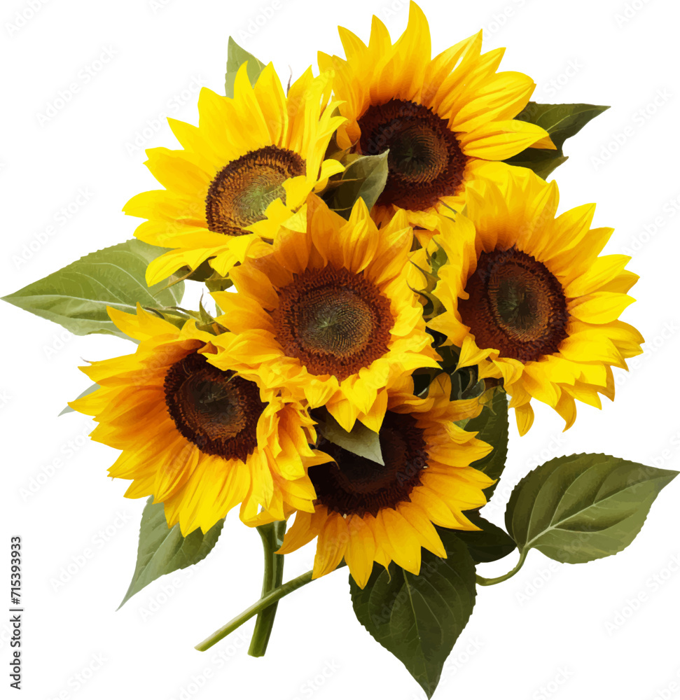 Obraz premium Sunflowers on a white background