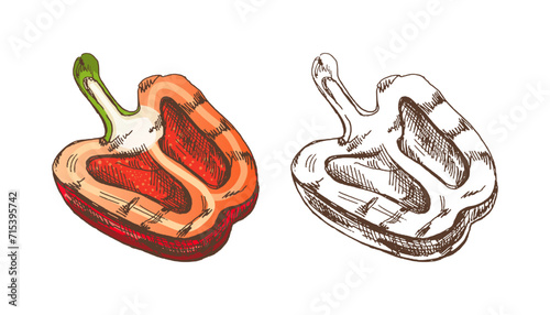 Organic food. Hand-drawn colored and monochrome vector sketch of half grilled bell pepper. Vintage illustration. Decorations for the menu of cafes and labels. Engraved image.