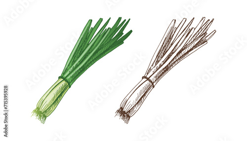 Organic food. Hand-drawn colored and monochrome  vector sketch of spring onion. Doodle vintage illustration. Decorations for the menu of cafes. Engraved image.