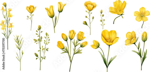 Set of yellow flowers on white background photo