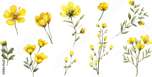 Set of yellow flowers on white background