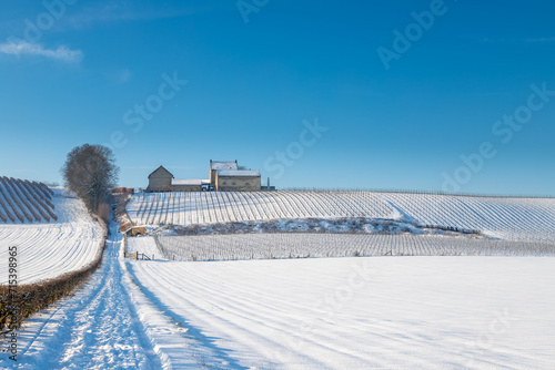 The Vineyards of the Apostelhoeve and the winery in the rolling hill landscape near Maastricht covered with fresh snow, creating an idyllic atmosphere of pure winter with a deep blue sky.  photo