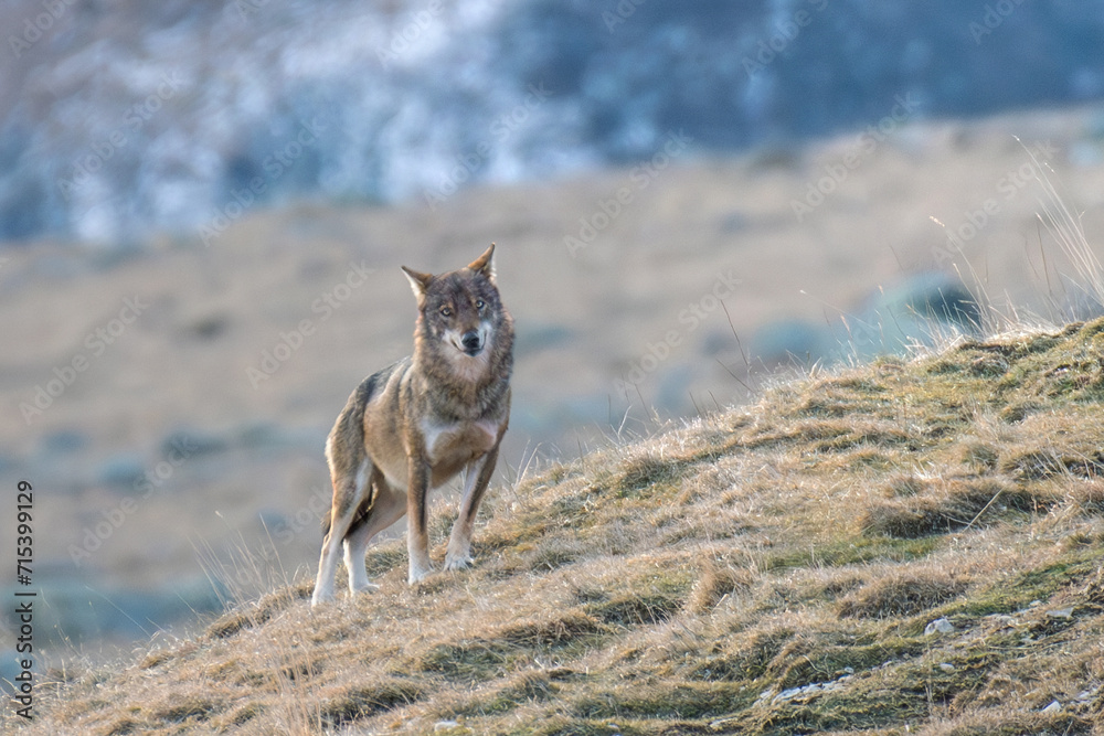 Wild Italian wolf (Canis lupus italicus) also called Apennine wolf standing on an alpine slope and looking straight into camera on a winter day, Alps mountains, Italy.