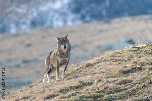 Obraz na płótnie Wild Italian wolf (Canis lupus italicus) also called Apennine wolf standing on an alpine slope and looking straight into camera on a winter day, Alps mountains, Italy. w salonie