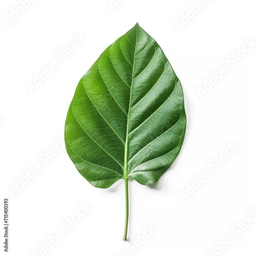 Green leaf isolated on a white background