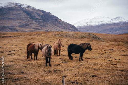 caballos en las montañas de Islandia 