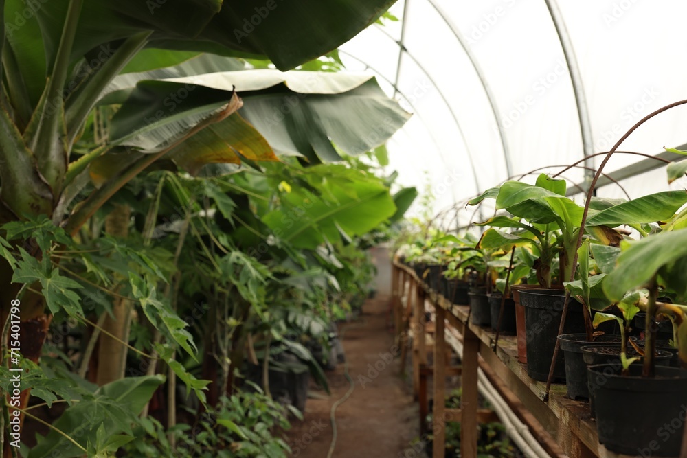 Obraz premium Many different beautiful plants growing in greenhouse