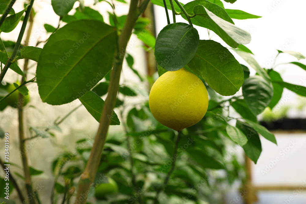 Lemon tree with ripe fruit in greenhouse