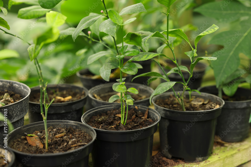 Many different beautiful potted plants in greenhouse Many different beautiful potted plants in greenhouse