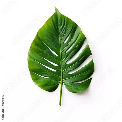 Green leaf isolated on a white background