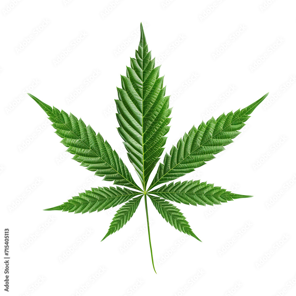 Green cannabis leaves on transparent background PNG Generative AI