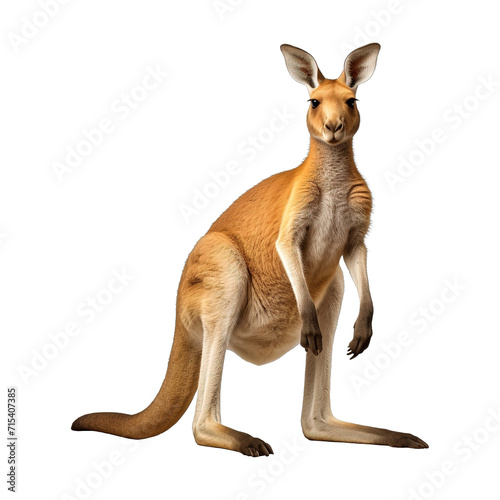 Kangaroo on transparent background PNG Generative AI © mooxlabs