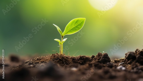 Green young plant sprout growth in the fertile soil with sunbeam. Eco nature background concept for campaign and advertisement.