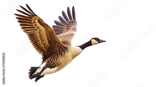 Golden goose on white background, wild goose,