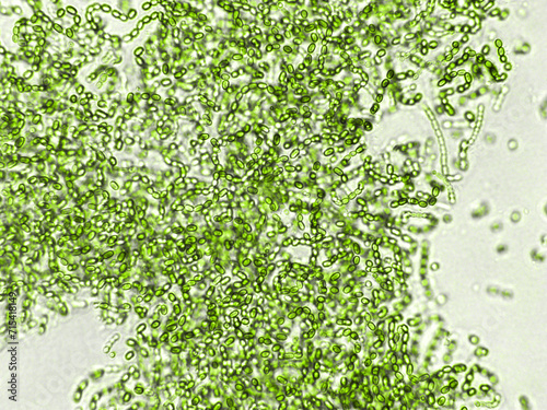 Probiotics, bacteria on white background. Bacteria and microorganisms. Microscopic probiotics, bacterial flora