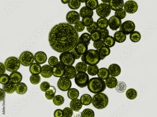 Probiotics, bacteria on white background. Bacteria and microorganisms. Microscopic probiotics, bacterial flora