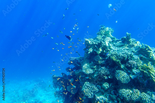 Colonies of the corals and tropical fishes at coral reef in Red sea