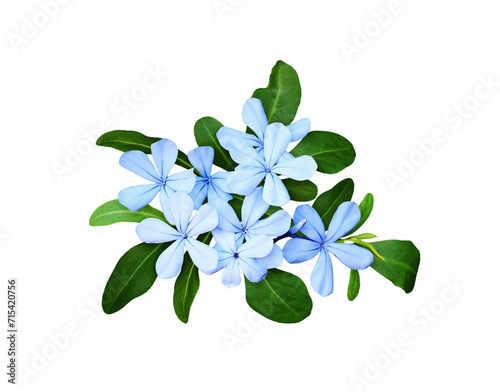 Blue plumbago flowers and green leaves in a floral arrangement isolated on white or transparent background