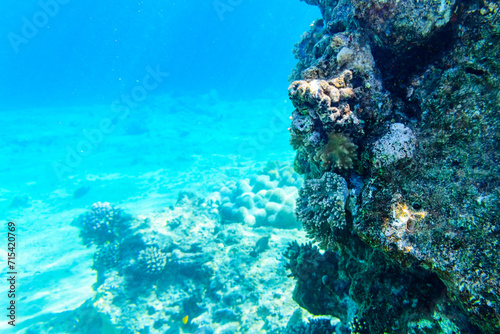 Colonies of the corals at coral reef in Red sea