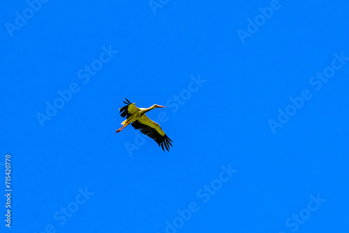 White stork (Ciconia ciconia) flying in a sky