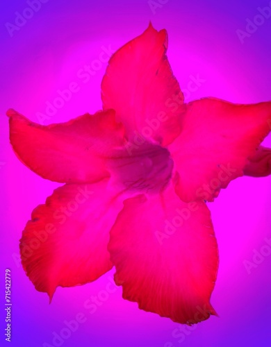 blurred image on pink flower on blue background illustration with grainy and gradient filter  degrade 
