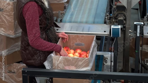 Packing House Worker Packing Fresh Apples into Environmentally Friendly Packaging. Apples in Consumer Units on Conveyor Belt in Fruit Packing House Prior Distribution to Market. Apple Packing Line. photo