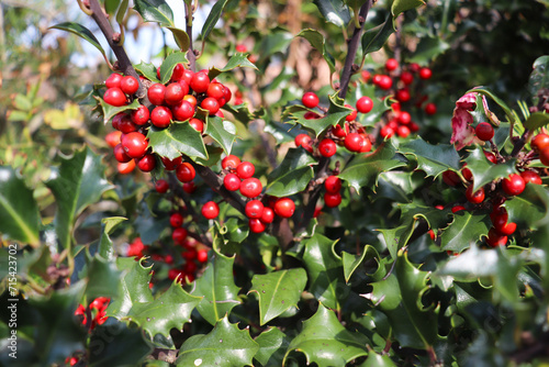 red ripe hawthorn fruits on a green branch