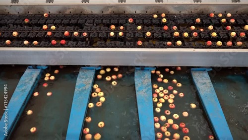 Food Processing Machinery for Post-harvest Handling of Apples. Apples On Sorting Conveyor Belt Coming Out of High Speed Optical Apple Grading and Sorting Machine. photo