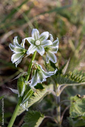 Portrait of a Ornithogalum nutans - Drooping Star-of-Bethlehem blossom in spring photo