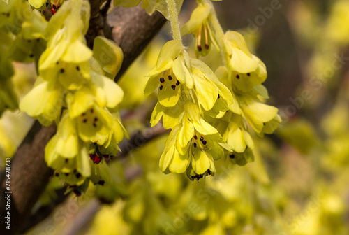 Macro of corylopsis spicata or winter hazel blooming in early spring