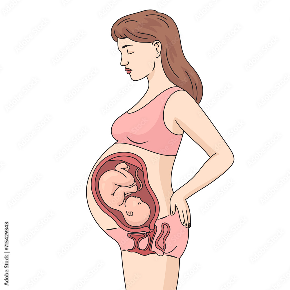 Fetus baby inside belly of pregnant woman structure diagram hand drawn schematic raster illustration. Medical science educational illustration Fetus baby inside belly of pregnant woman structure diagram hand drawn schematic raster illustration. Medical science educational illustration