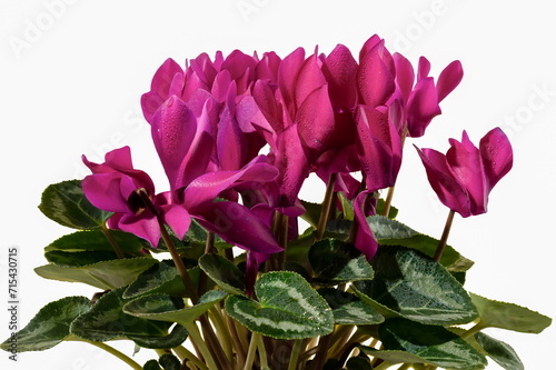 Cyclamen red flowers isolated on a white background photo