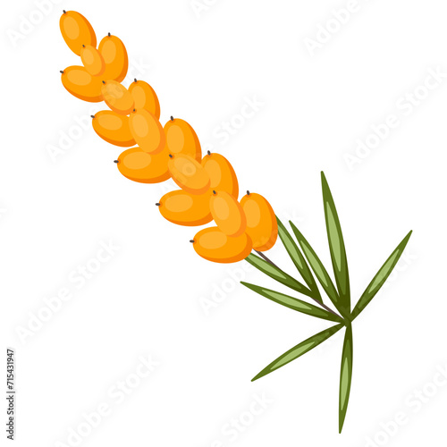 Sea ​​buckthorn sprig with yellow berries isolated on white background
