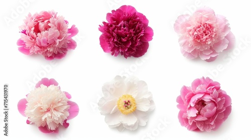 Set of beautiful peony flowers on white background © Media Srock
