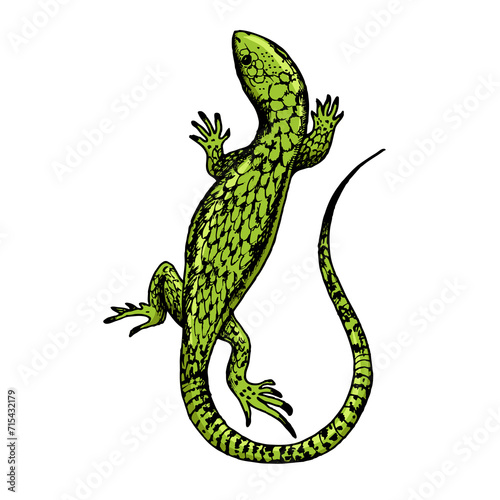 Lizard hand drawn color sketch engraving raster illustration. Scratch board style imitation. Hand drawn image.