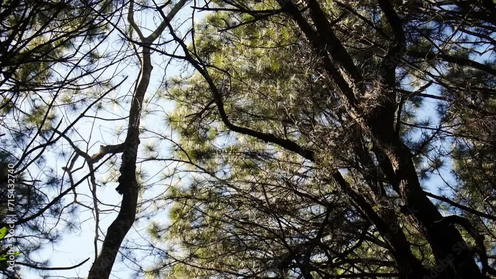 Black pine moving from wind with landscape view background, beautiful blue summer sky seen from below under a tree whose leaves move with the wind, Blue sky with cloud with green tree background Black pine moving from wind with landscape view background, beautiful blue summer sky seen from below under a tree whose leaves move with the wind, Blue sky with cloud with green tree background