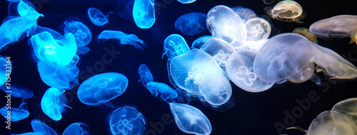 Photography Jellyfish changes colours under fluorescent illumination