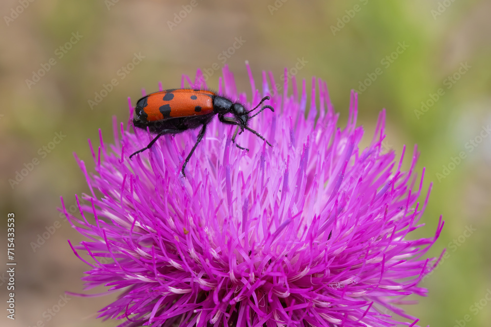 bug on a flower