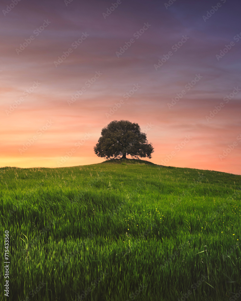 Fototapeta premium Holm oak on top of the hill at sunset. Buonconvento, province of Siena, Tuscany