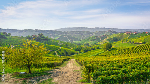 Langhe vineyards landscape. Piedmont  Italy