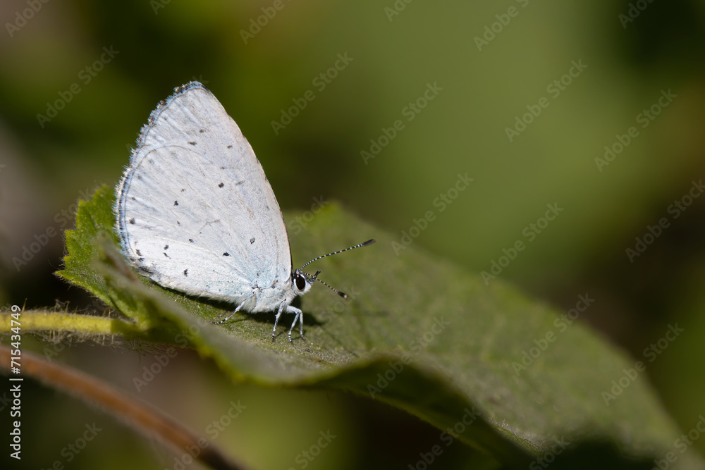 Obraz premium butterfly on leaf