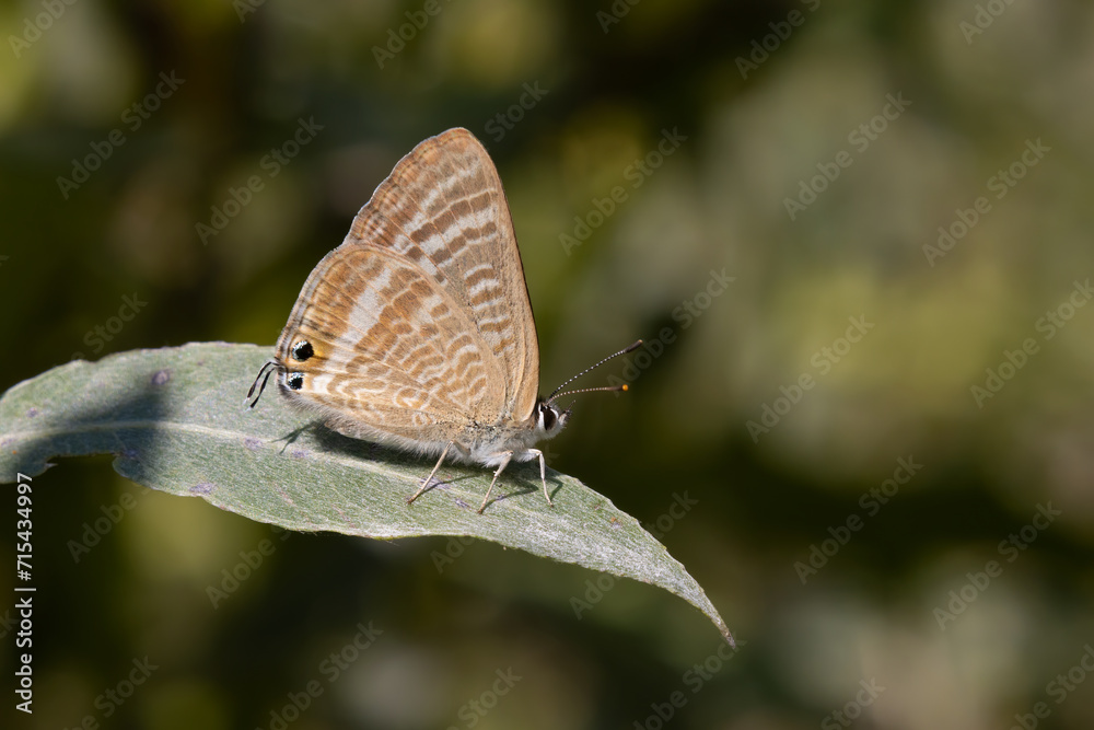 butterfly on a leaf butterfly on a leaf