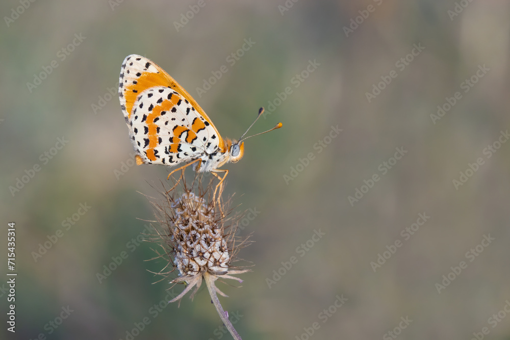 Obraz premium butterfly on a flower