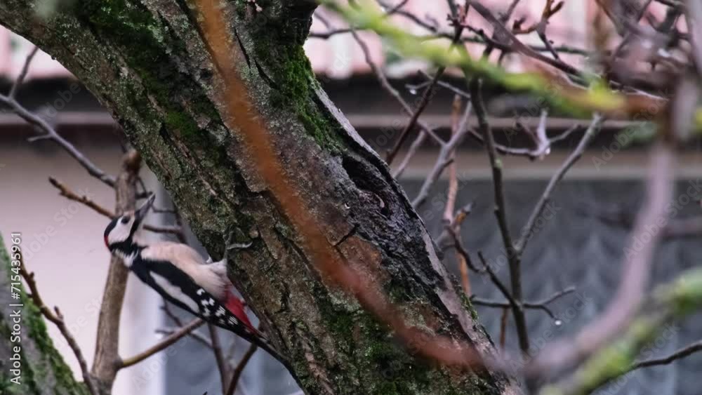 Slow motion close-up of a Great Spotted Woodpecker walking funny on a tree. Dendrocopos major in a family garden with a house in the background. Village life from Hungary. Animal behaviour concept. Slow motion close-up of a Great Spotted Woodpecker walking funny on a tree. Dendrocopos major in a family garden with a house in the background. Village life from Hungary. Animal behaviour concept.