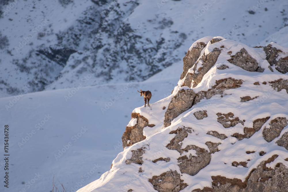 Alpine chamois at the edge of a cliff in winter alpine landscape at dawn, Italian Alps, Rupicapra rupicapra.