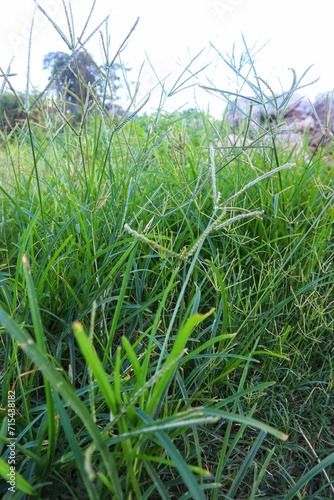 Belulang grass or sambau (Eleusine indica) is a wild plant. photo