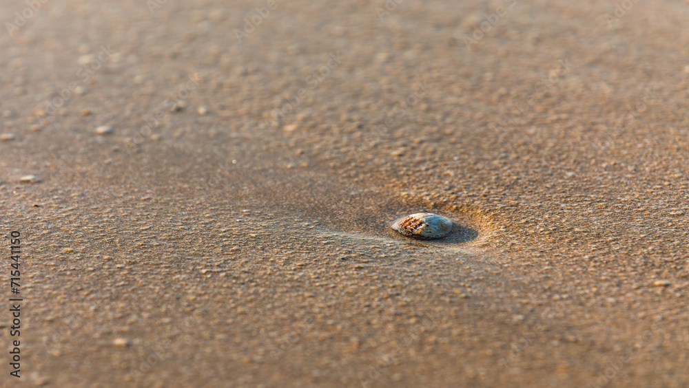 Seashells washed up by waves found on the beach Seashells washed up by waves found on the beach