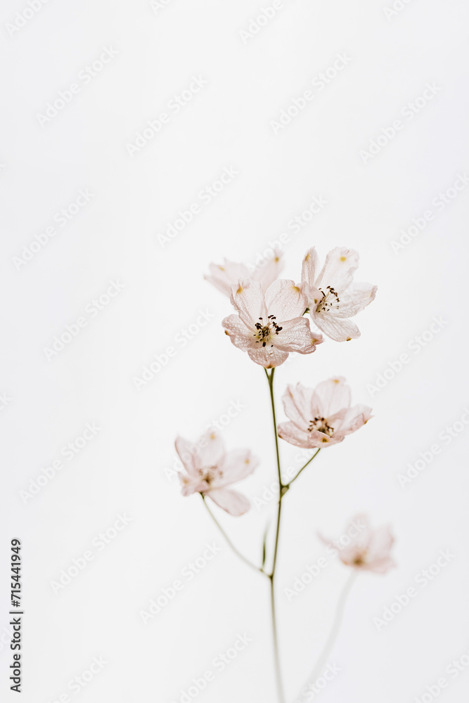 Fototapeta premium Pale pink flower over white background. Pastel floral composition